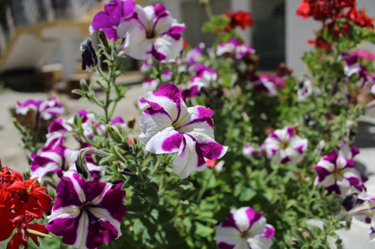 Sernang Homestay Hundar ภายนอก รูปภาพ