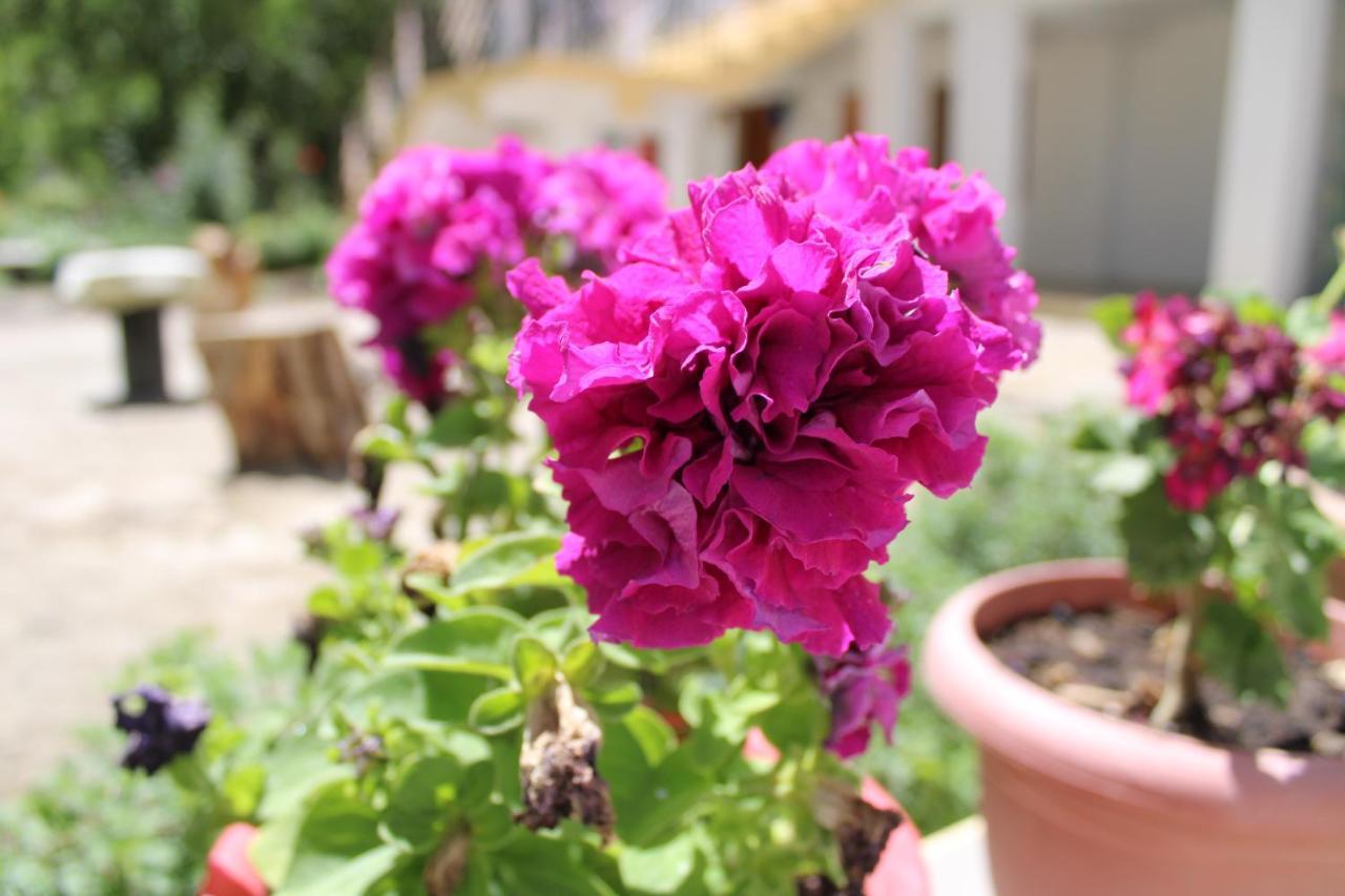 Sernang Homestay Hundar ภายนอก รูปภาพ